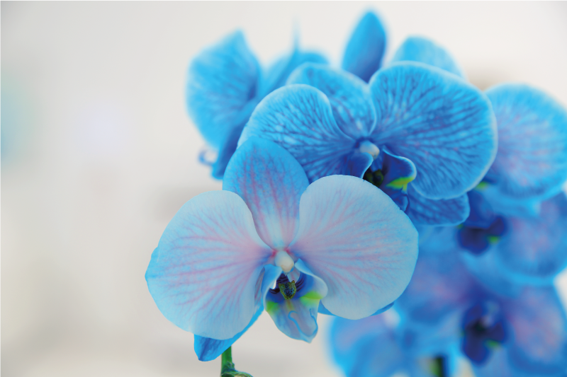 Blue Orchid Flower Flower Canvas Tenstickers