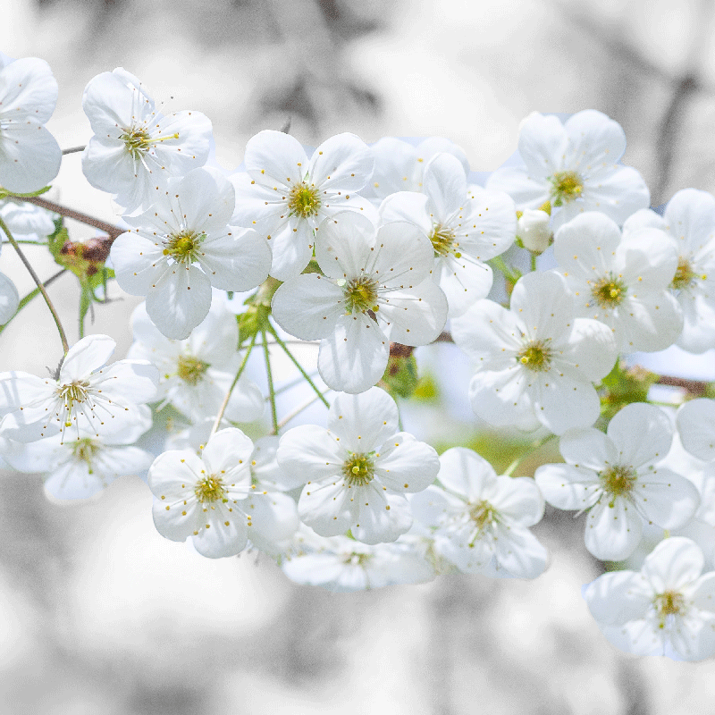 Cuadro flores Flores blancas sobre fondo gris - TenVinilo