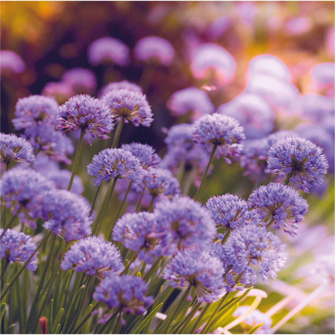 Sticker de fleurs violette floral