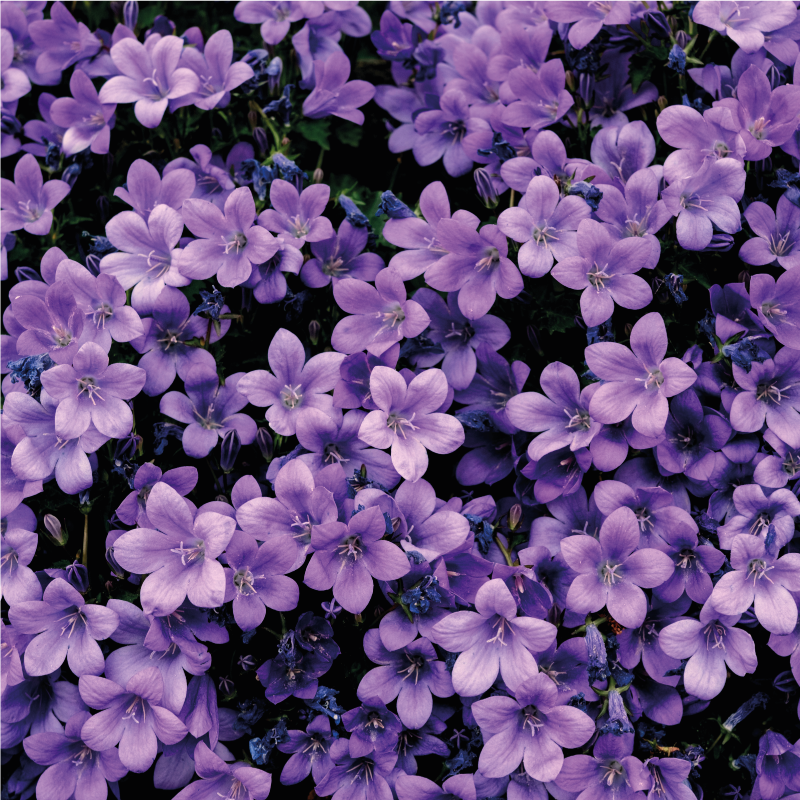 Peinture fleurs Fleurs violettes vagues - TenStickers