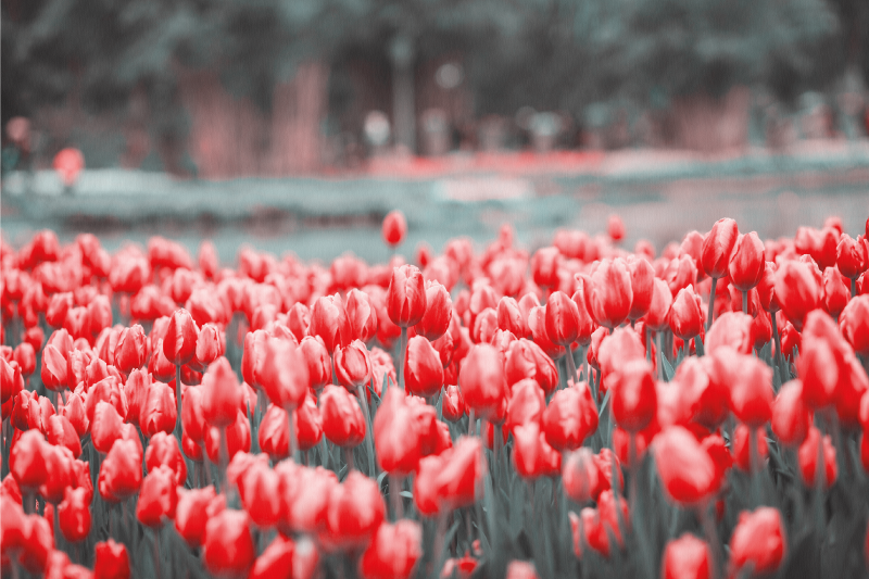 Cuadro flores Campo de tulipanes rosa diferente - TenVinilo