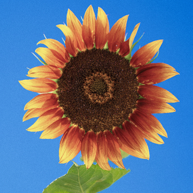 Cuadro flores Girasol naranja y amarillo - TenVinilo