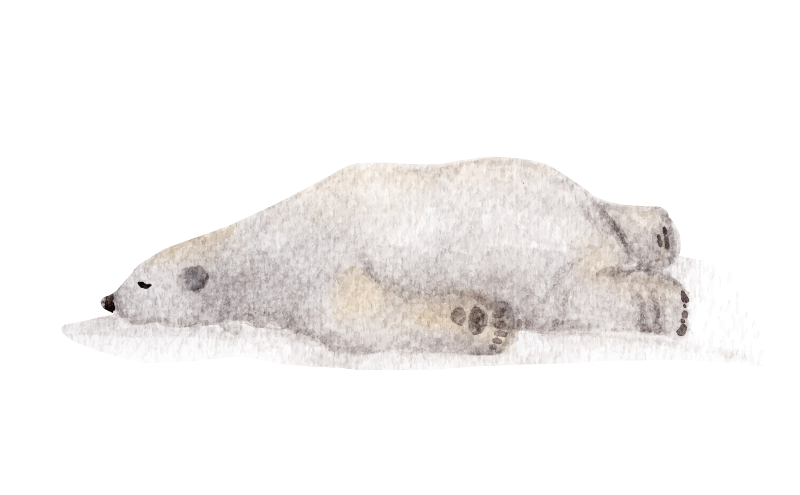 Polar bear sketches | Art Amino