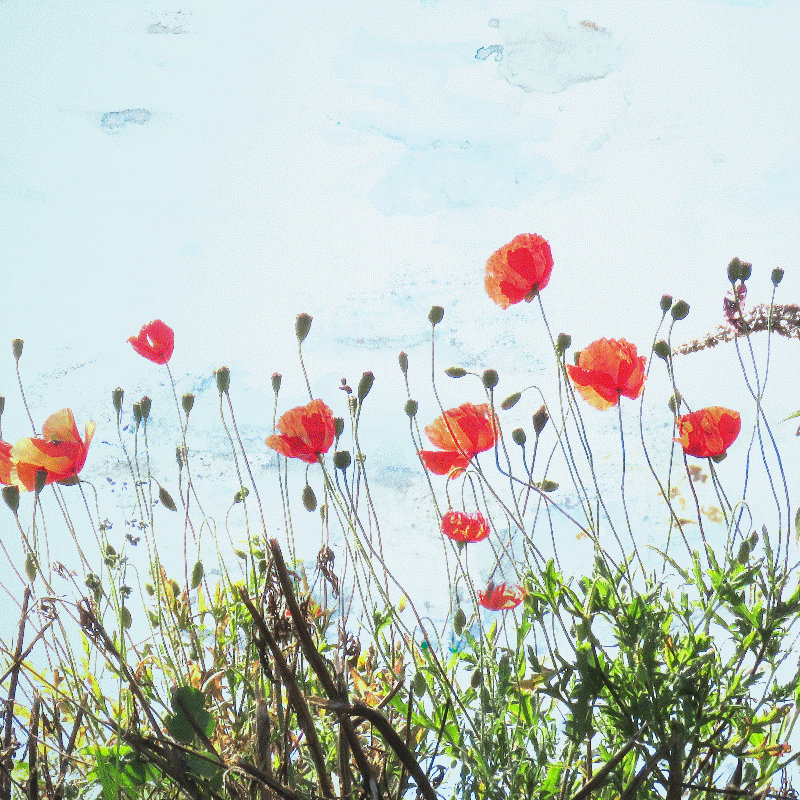 Cuadro flores Trío de amapolas de tallo largo - TenVinilo