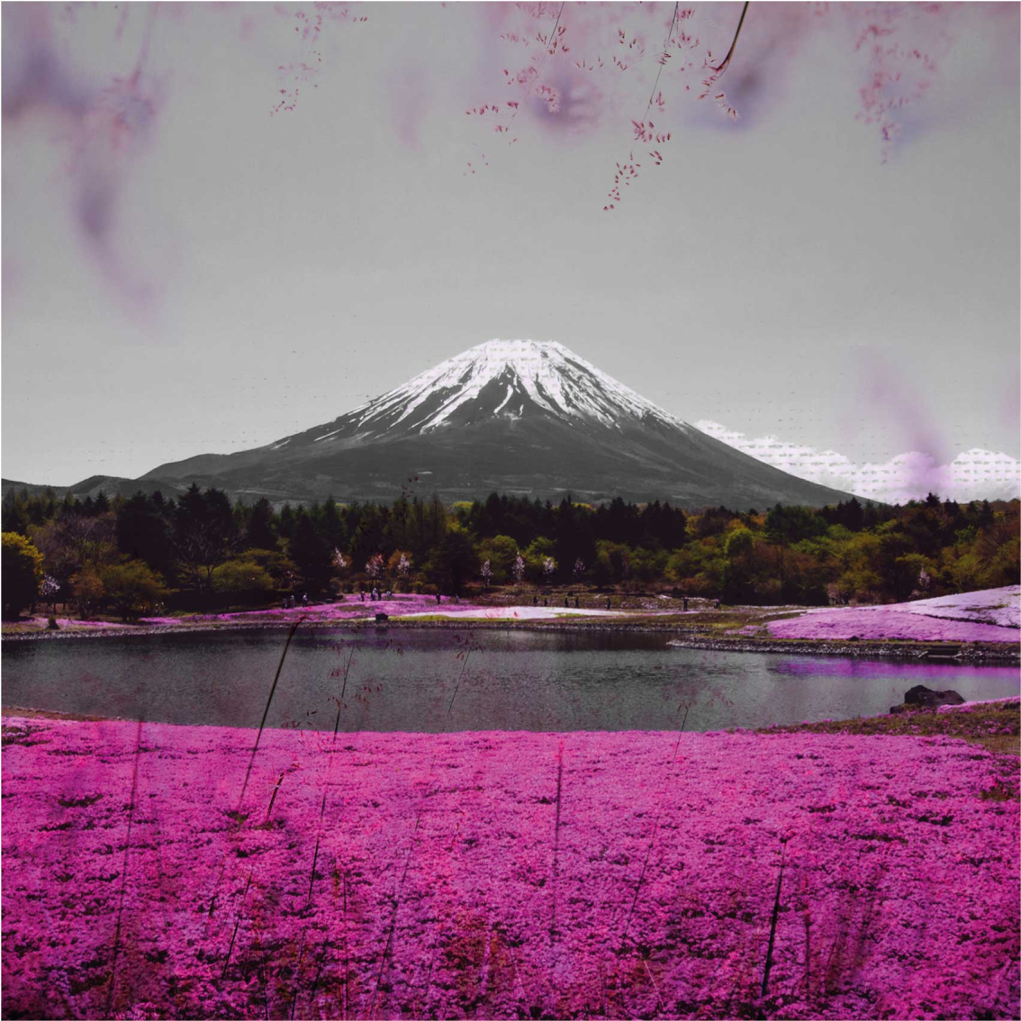 日本のピンクの花畑フラワーキャンバス Tenstickers