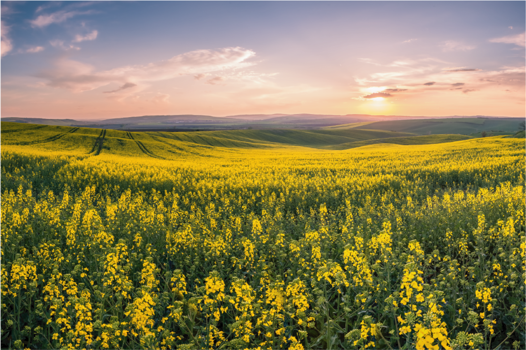 Tableau paysage Champs verts avec des fleurs jaunes - TenStickers