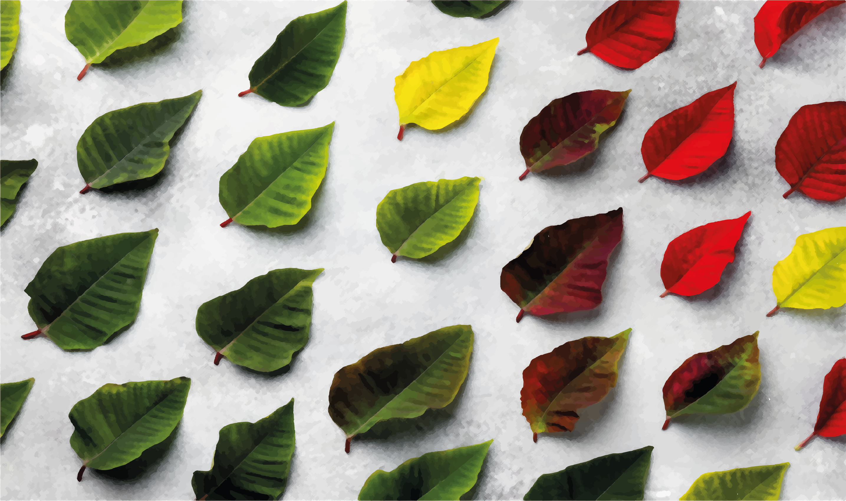 Quadro Decorativo de plantas Vista de cima folhas coloridas - TenStickers