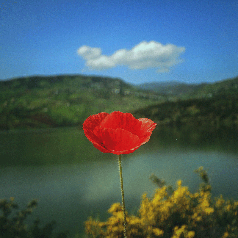 Cuadro flores Amapolas rojas con el cielo de fondo - TenVinilo