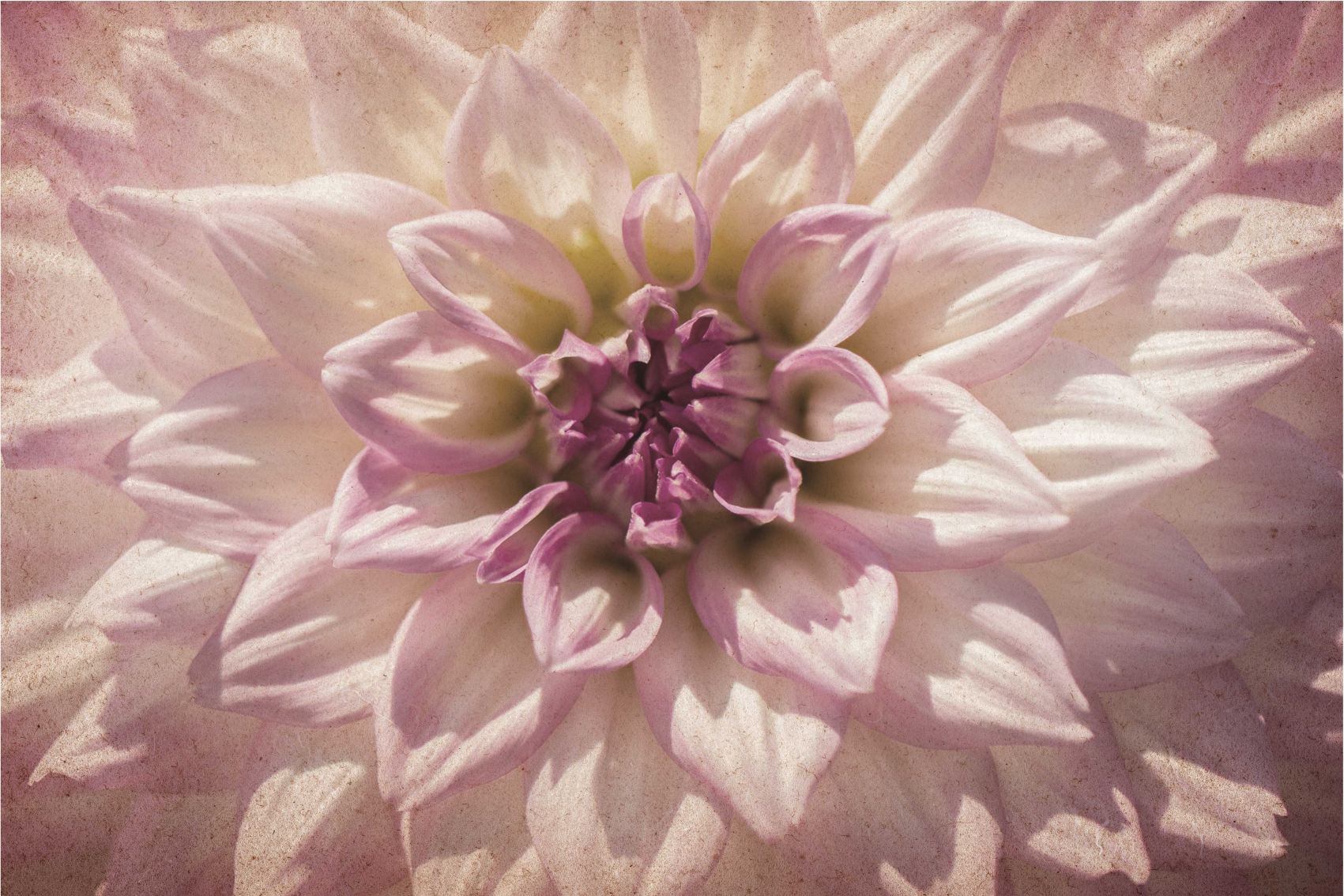 Quadro Decorativo de flores Dália rosa - TenStickers