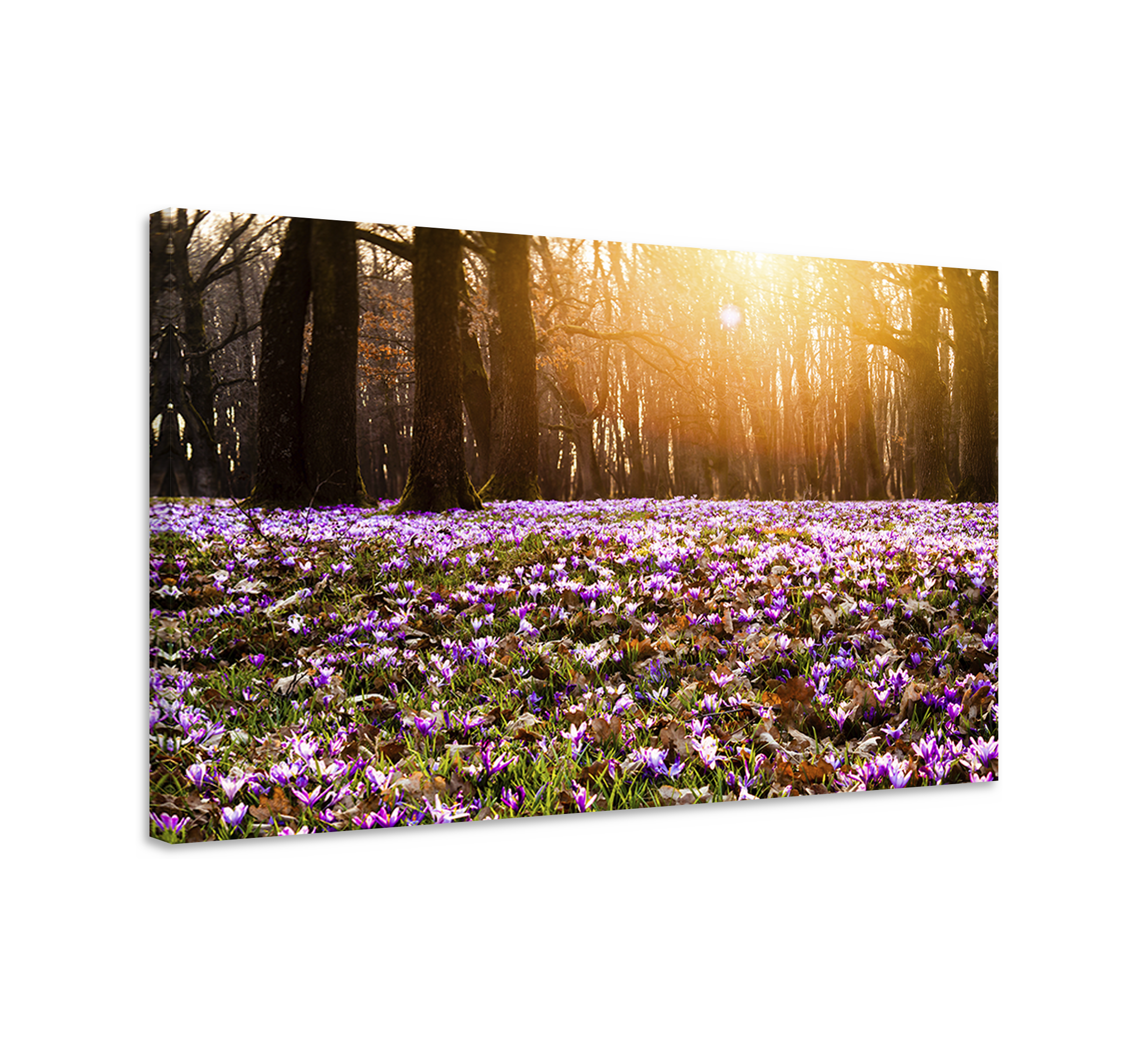 Vacker lila krokus landskap blommacanvas tavla - Tenstickers