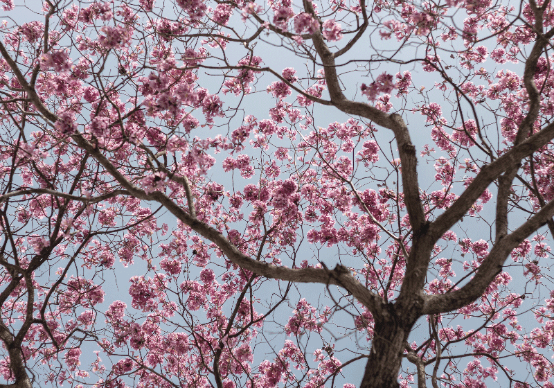 Cuadro flores Hermoso árbol de flores de cerezo rosa - TenVinilo