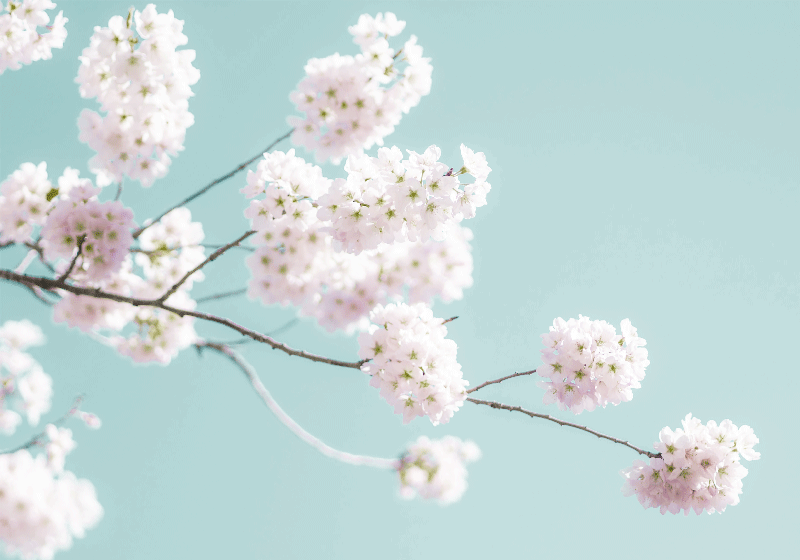 Cuadro flores Flor blanca elegante y femenina - TenVinilo