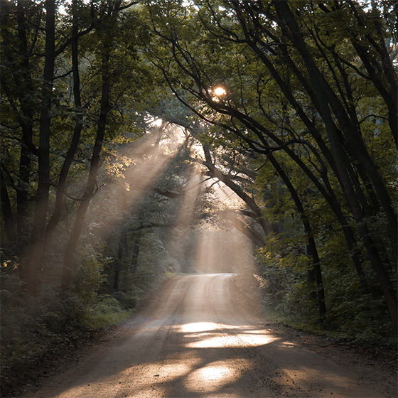 nature. path in forest with sunshine Poster