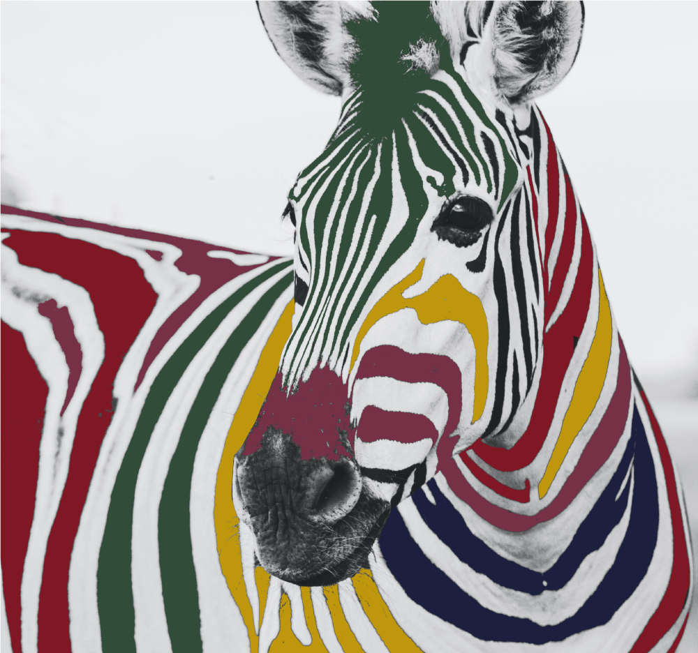 Rainbow Zebra canvas prints - TenStickers