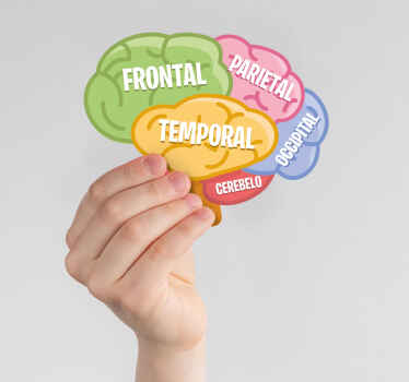 Vinilo ciencias anatomía del cerebro - TenVinilo