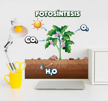 Vinilo infantil planta de fotosíntesis - TenVinilo