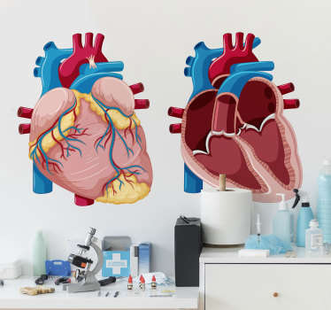 Illustration anatomy wall sticker - TenStickers