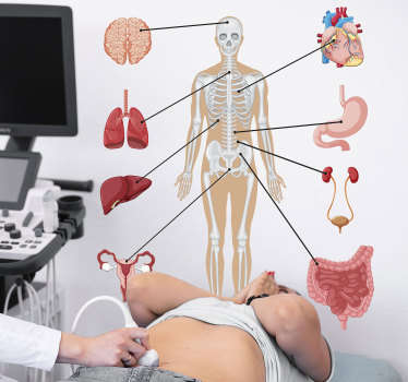 Vinil negócios  Imagem Médica do Corpo Humano - TenStickers