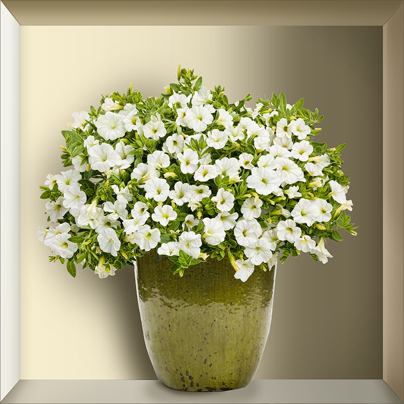 Bloemen muursticker woonkamer plank met plant 3D