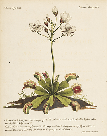 Bloemen muursticker met antieke botanische