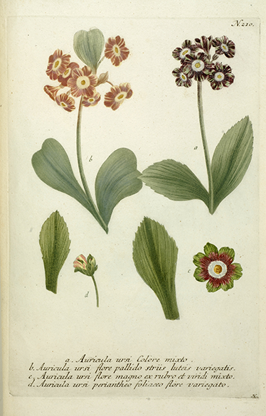 Bloemen Illustratie Muursticker