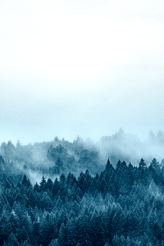 Sticker vitre forêt brumeuse - TenStickers