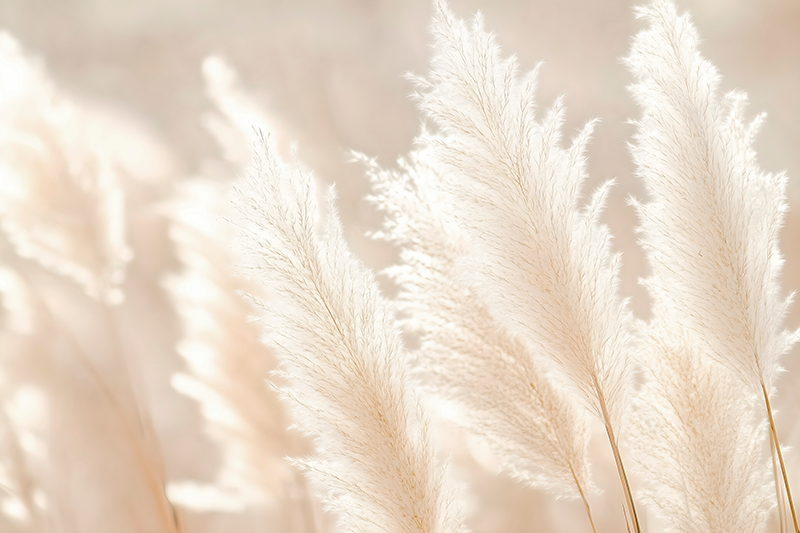 Pampasgras in zonlicht natuur muursticker - TenStickers