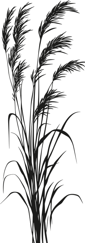 Wandtattoo Pflanze wehendes Schilf - TenStickers