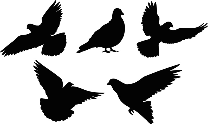 Sticker fenêtre anti-collision des oiseaux - TenStickers