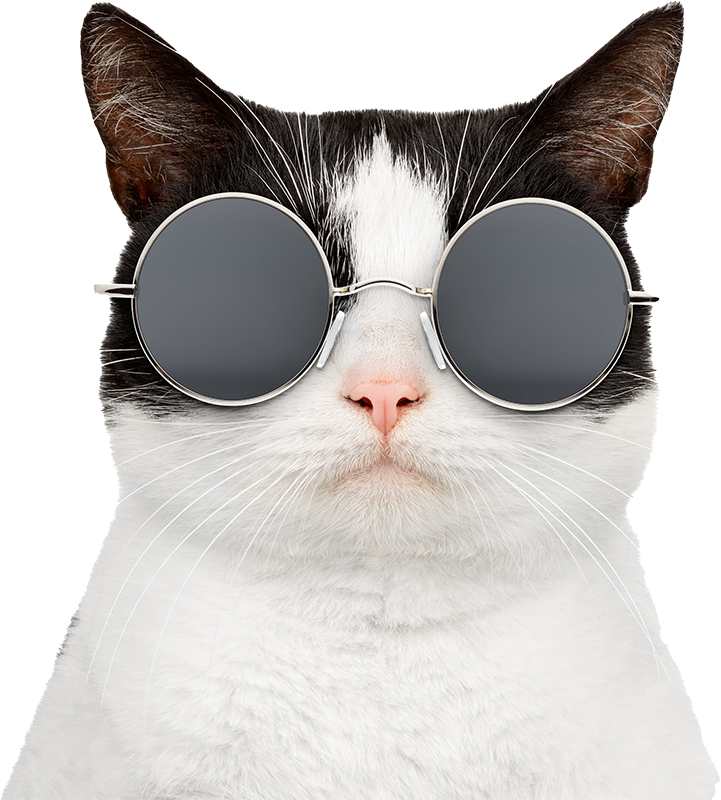 Naklejka na samochód kot w okularach przeciwsłonecznych - TenStickers