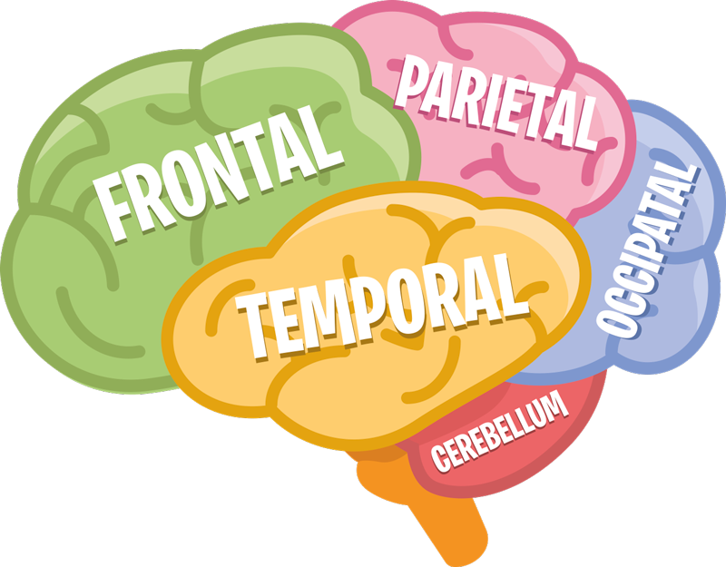 動物 シール 脳の解剖学 - TENSTICKERS