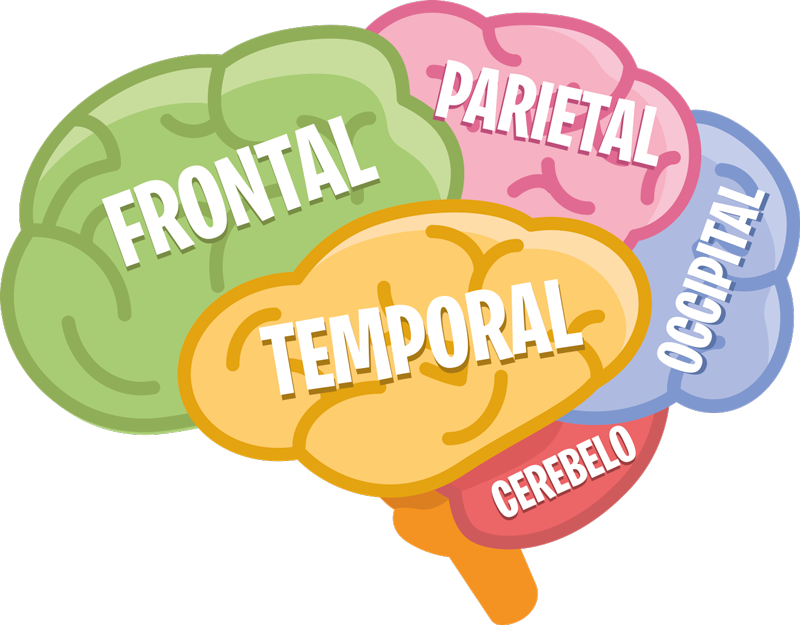 Vinilo ciencias anatomía del cerebro - TenVinilo