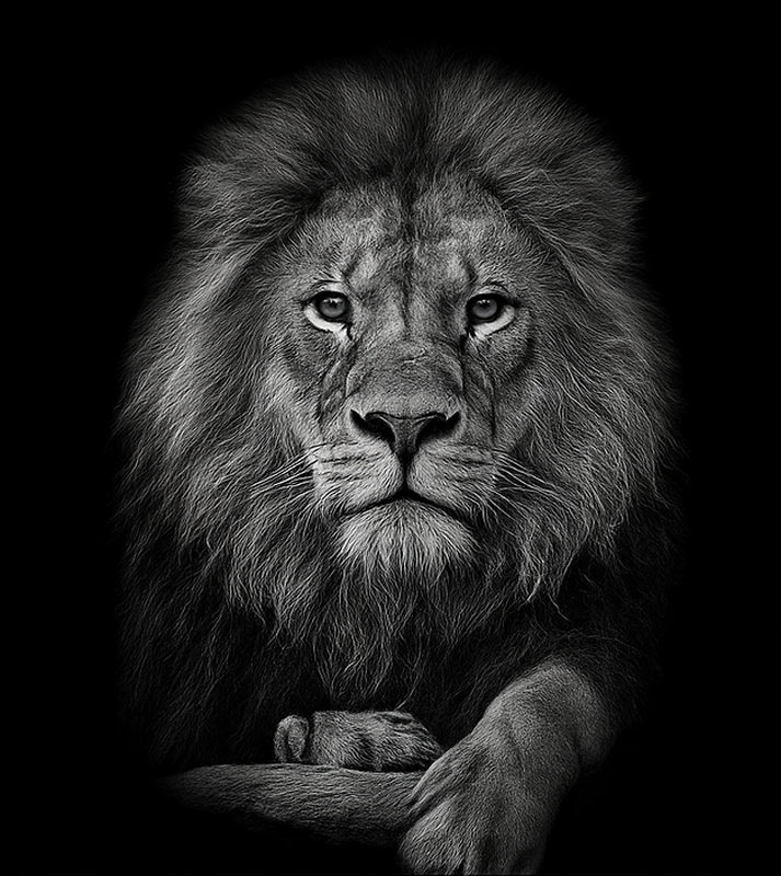 Grey shades lion door sticker - TenStickers