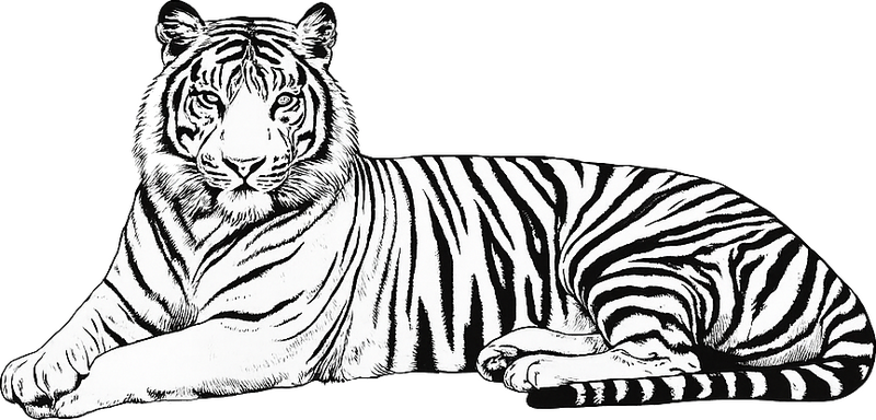 Staring tiger living room wall sticker - TenStickers