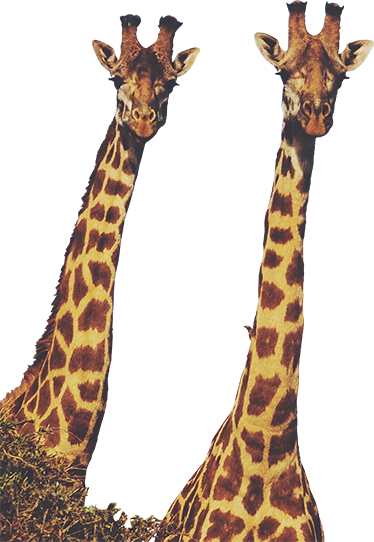 Realistic Giraffes Wild Animal Decal - TenStickers