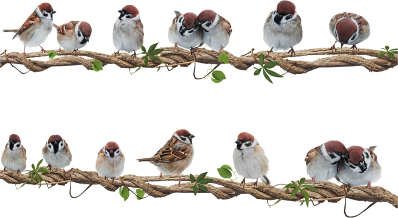 Adesivo para janela pardais em galhos - TenStickers