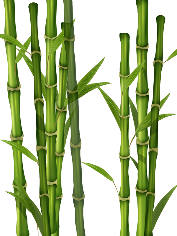 Pegatina ducha pequenas Bambú exótico - adhesivo de pared