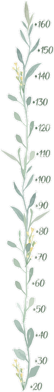 eucalyptus leaves (meter) height chart sticker - TenStickers