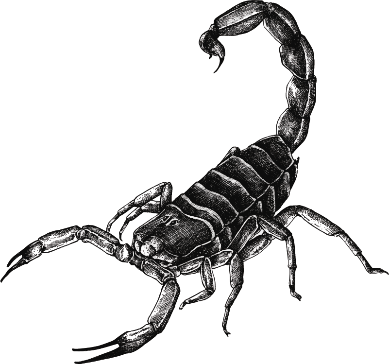 Adesivo Murale Scorpione Animale Tenstickers
