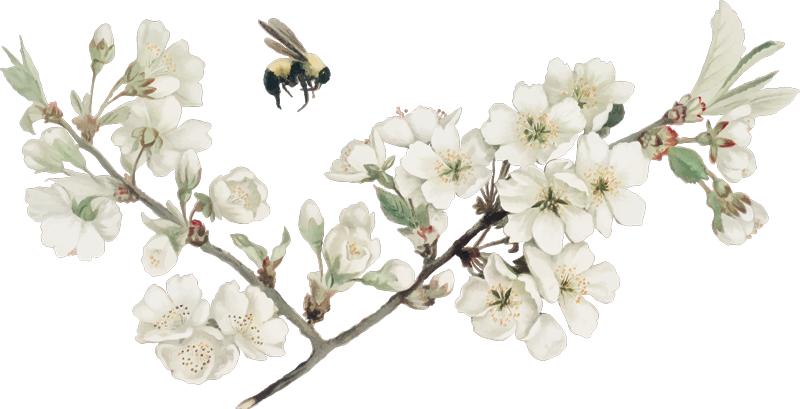 TenStickers. Muurstickers bloemen witte lentebloem. Unieke Lentebloem muurstickers: lente sticker, bloem sticker, lente muursticker, witte bloem sticker of witte bloem muursticker, heel veel keuzes!