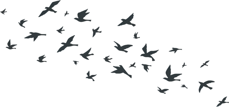 动物贴画展翅高飞的鸟群 - TenStickers