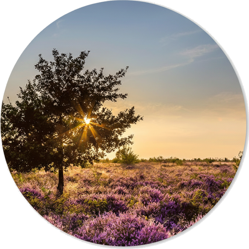 Autocolante de parede paisagem do pôr do sol dourado - TenStickers