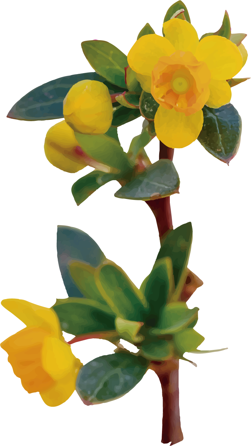 Vinilo dormitorio Flor de calafate - TenVinilo