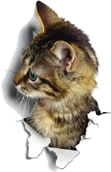 Wandtattoo visuelle effekte rissloch katze - TenStickers