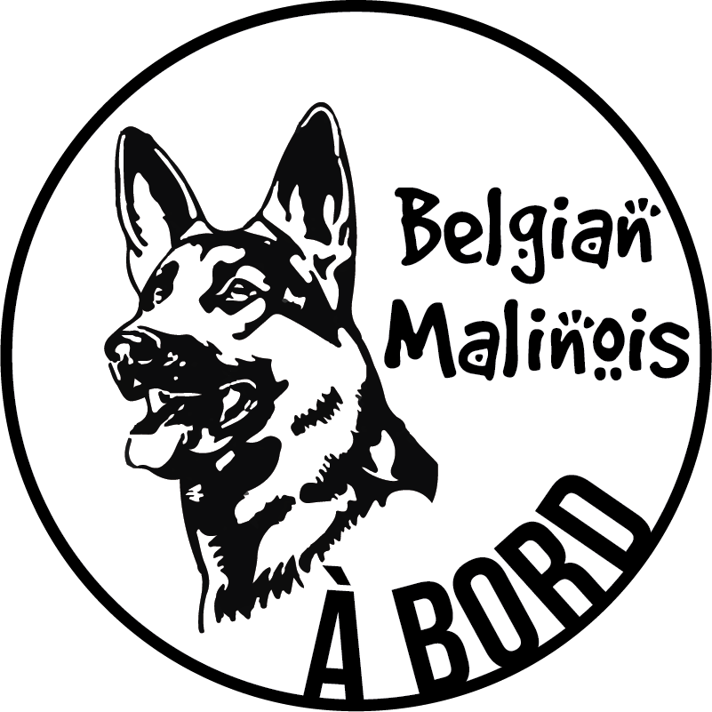 Autocollant voiture chien Malinois Belges à bord - TenStickers