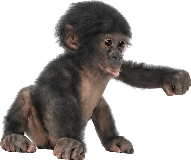 Wallsticker dyr sød og nuttet bonoboabe - TenStickers