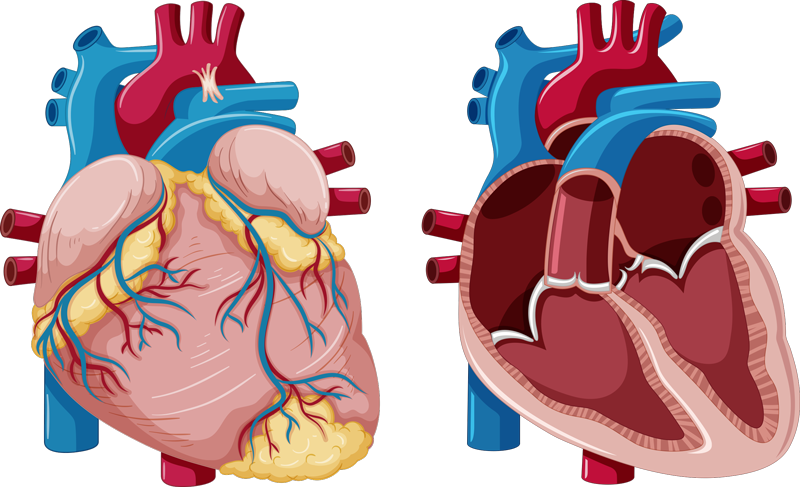 Vinilo Para Negocio Ilustración Corazón Anatomía Tenvinilo