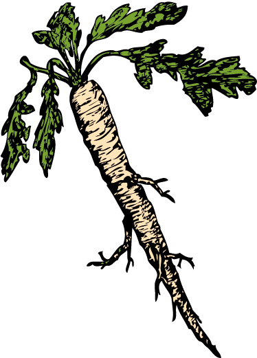 Vinilo ilustración zanahoria - TenVinilo