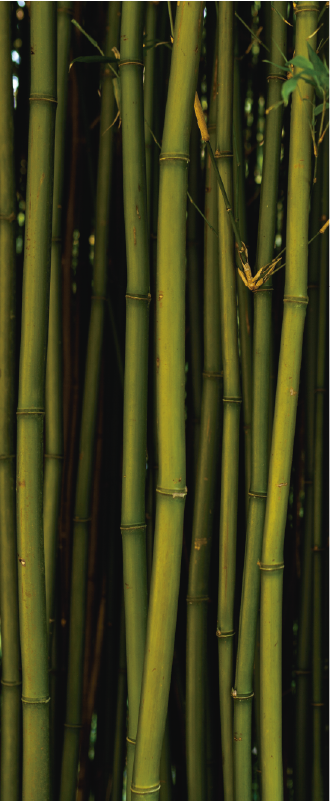 대나무 패턴 벽 벽화 스티커 - TenStickers