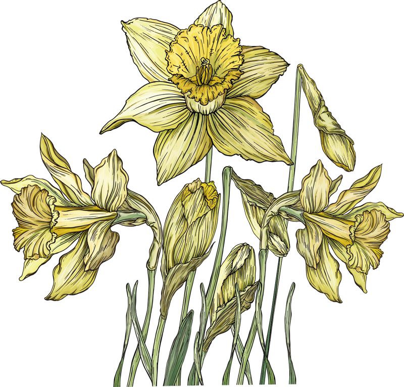 Narsissit kirkas kukka seinä tarra - Tenstickers